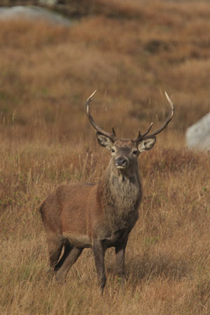 Red Deer by Neil Salisbury Betty Fold Gallery